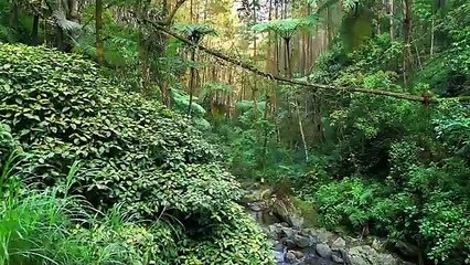Amazon Jungle 4K_ Rare Birds_ Monkeys _ Wildlife with Relaxing Nature Sounds(360P)