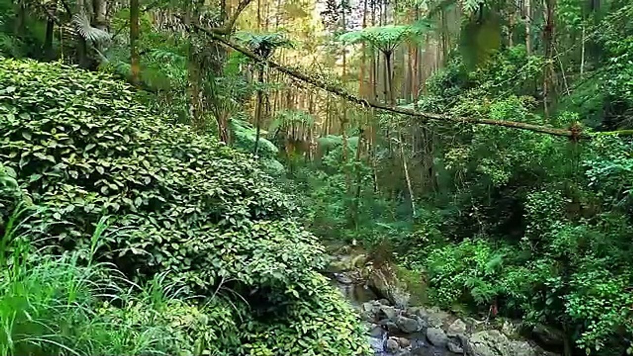 Amazon Jungle 4K_ Rare Birds_ Monkeys _ Wildlife with Relaxing Nature Sounds(360P)