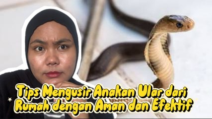 Tips Mengusir Anakan Ular dari Rumah dengan Aman dan Efektif
