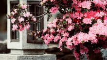 【Chamber Music】 Presto
