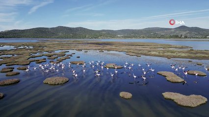Flamingolarla süslendi! Tuzla Sulak Alanı’ndan manzaralar