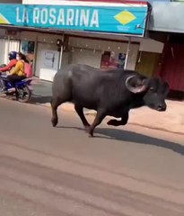 Un búfalo se escapó y recorrió las calles de Presidente Franco