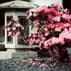 【Chamber Music】 Introduction and Allegro