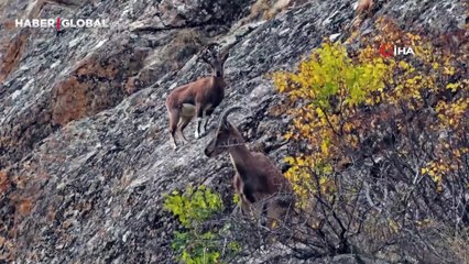 Onları karayolu kenarında görenler cep telefonlarına sarıldı!