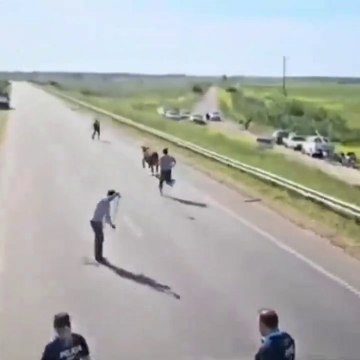 Camión transganado volcó y vecinos aprovecharon para faenar las vacas en Argentina