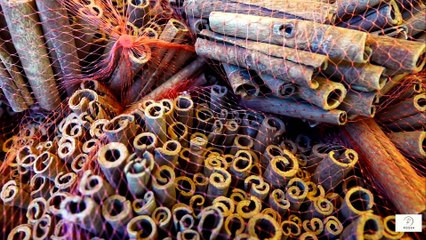 “The 10 Anti-Cancer Spices Every Senior Should Use Daily”