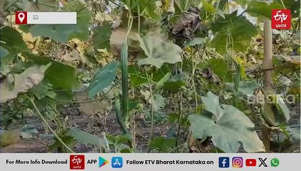 ಬಹುಬಗೆಯ ತರಕಾರಿ ಬೆಳೆದು ಯಶಸ್ಸು ಕಂಡ ರೈತ: ಎಕರೆ ಭೂಮಿಯಲ್ಲಿ ನಿತ್ಯ 7-8 ಸಾವಿರ ರೂಪಾಯಿ ಆದಾಯ, ಬದುಕು ಕಟ್ಟಿಕೊಂಡ ಅನ್ನದಾತ