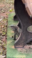 Un teju guasu recorre el Parque Guasu