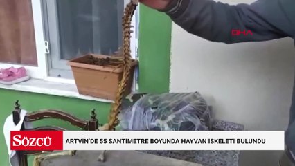 Artvin’de 55 santimetre boyunda hayvan iskeleti bulundu