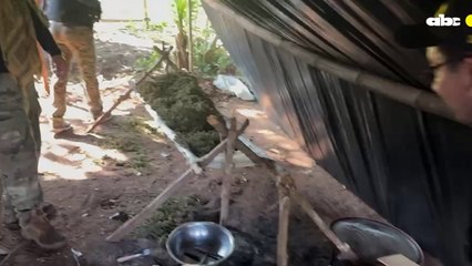 Desmantelan centro de producción y acopio de marihuana en Bella Vista Norte