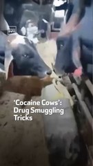 ‘Cocaine Cows’:  Drug Smuggling Tricks