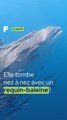 Elle tombe face à un requin-baleine !