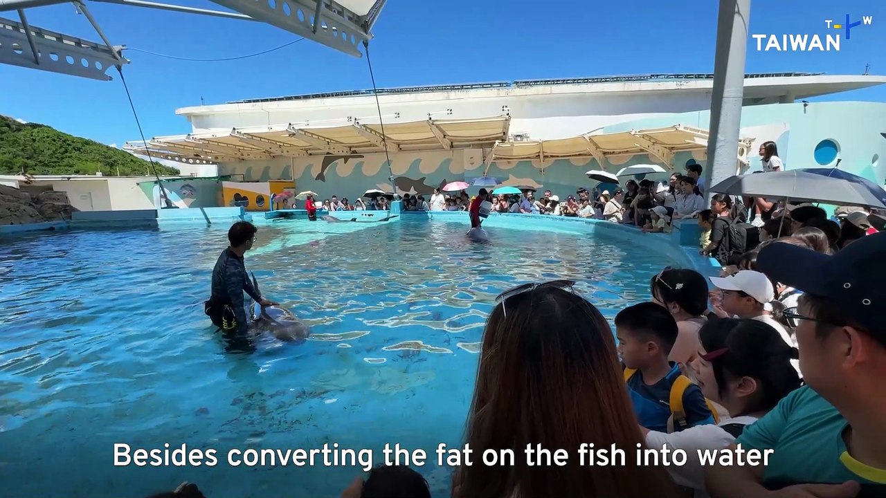 Taiwan's Dolphin Performances To End in 2026