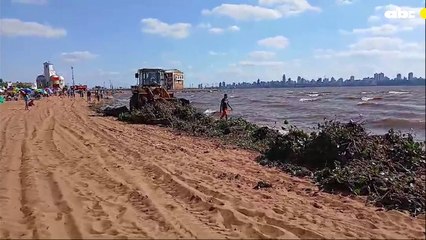 Playa San José quedo inhabilitada por horas tras invasión de camalotes en la costa