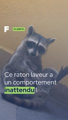 Ce raton-laveur a un comportement inattendu !