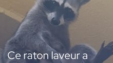 Ce raton-laveur a un comportement inattendu !
