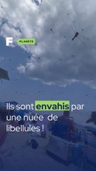 Ils se font envahir par des libellules !
