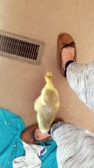 Baby Lemongrab needed lots of reassurance that everything was, in fact, just fine. | #SparklegleamFarm #Lemongrab #farm #goose #farmanimals #UNACCEPTABLE #cute