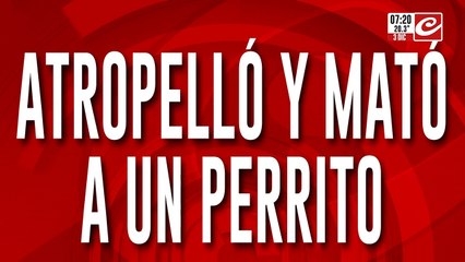 Tremendo: atropelló a perrito con el auto, lo mató y escapó rápidamente