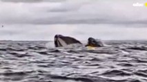 Una ballena traga y escupe a un hombre que navegaba en kayak por el estrecho de Magallanes