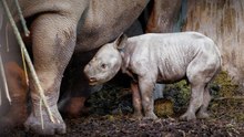 Pembrokeshire's Folly Farm welcomes critically endangered eastern black rhino calf