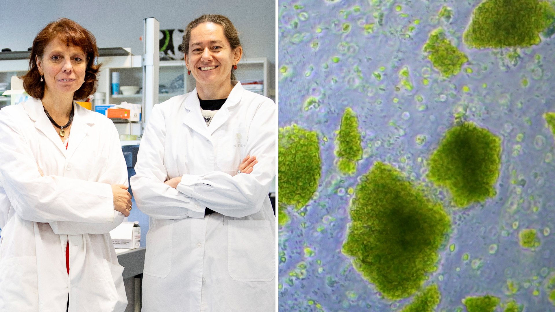 Que sea rico en vitaminas y minerales. Que, adem�s de aportarnos las prote�nas y las grasas 'buenas' que necesita nuestro organismo, nos proteja con su poderoso efecto antioxidante a la vez que mima nuestro microbiota, manteniendo a raya a la dichosa inflamaci�n. Que nos sacie y nos nutra. Y que, sumado a todo eso, sea sostenible para que, adem�s de velar por nuestra salud, contribuya a salvaguardar la de nuestro planeta. Sin pesticidas ni contaminantes como micropl�sticos o elementos t�xicos. �Existe alg�n alimento en el mundo que re�na todas estas caracter�sticas (y m�s que todav�a est�n por descubrirse)? Blanca Hern�ndez Ledesma y Pilar G�mez Cort�s, investigadoras del Instituto de Investigaci�n en Ciencias de la Alimentaci�n (CIAL) -centro mixto de titularidad compartida entre el Consejo Superior de Investigaciones Cient�ficas (CSIC) y la Universidad Aut�noma de Madrid (UAM)-y asesoras cient�ficas de Macami Biotech, tienen la certeza de que s�.