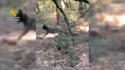 Perros especializados peinan la zona afectada por el brote de peste porcina africana en busca de jabalíes muertos