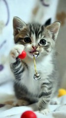 kitten are playing with toys #cat #kitten