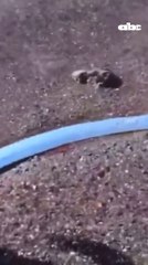 Un 'pez remo' aparece en Baja California Sur y desconcierta a bañistas