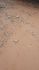 Denuncian a agentes de Patrulla Caminera por el supuesto robo de una cartera