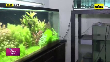 Pasión por los acuarios: descubrimos el mundo del paisajismo acuático