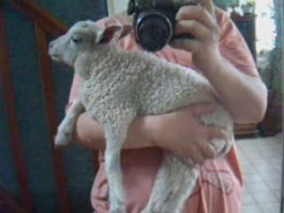 Fte des mres pour bb 4 pattes