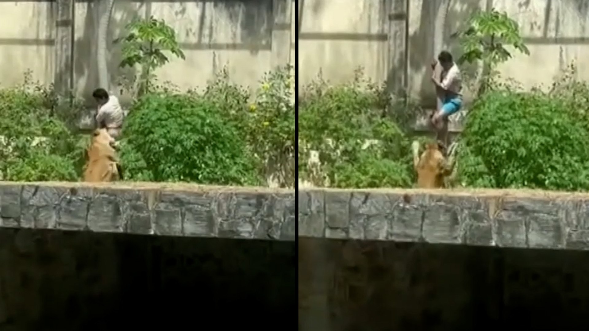 Un hombre muri� este domingo despu�s de ser atacado por una leona al invadir su recinto en el Parque Zoobot�nico Arruda C�mara, ubicado en Jo�o Pessoa, capital del estado de Para�ba (Brasil). Seg�n inform� la alcald�a municipal, el individuo &mdash;cuya identidad no ha sido revelada&mdash; escal� un muro de m�s de seis metros, super� las barreras de seguridad y accedi� deliberadamente al �rea del animal.

El personal de seguridad intent� detener la intrusi�n, pero el hombre actu� con rapidez y cay� finalmente al interior del recinto, donde la leona lo atac� de inmediato, provoc�ndole la muerte en el lugar. La Polic�a brasile�a investiga el suceso como un posible acto de suicidio.

El medio local VoxPB difundi� en Instagram un v�deo grabado por un visitante, donde se observa al hombre descendiendo por el tronco de un �rbol mientras la leona se acerca lentamente antes de atraparlo al llegar al suelo.

Tras el incidente, el zool�gico cerr� de inmediato sus puertas para garantizar la seguridad de los visitantes y permitir el retiro del cuerpo. La administraci�n del parque afirm� que cumple estrictamente las normas de seguridad y que colaborar� con las autoridades en la investigaci�n. Tambi�n lament� profundamente lo ocurrido y expres� sus condolencias a la familia de la v�ctima.