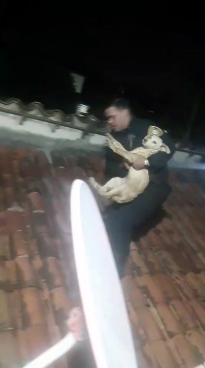 Un perro quedó atrapado en el techo de una casa y agentes policiales lo rescataron