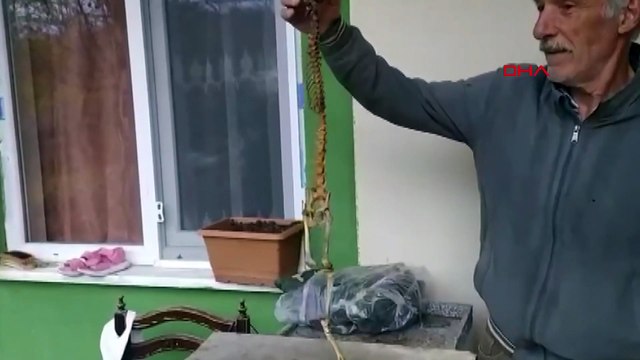 Artvin’de şaşkına çeviren keşif! 55 cm boyunda yırtıcı dişlere sahip iskelet bulundu