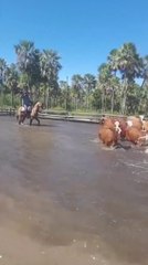 Rescatan a animales en zona inundada del Chaco