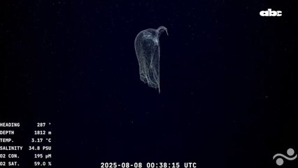 El asombro hallazgo del Conicet en el fondo del mar