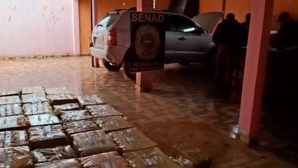 Decomisan más de 700 kilos de marihuana en PJC