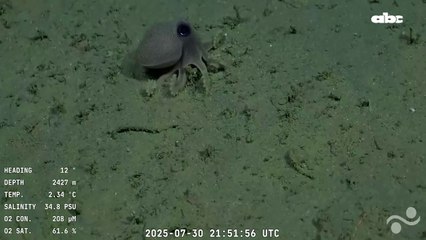 Fascinantes imágenes desde el fondo del mar: videos de la expedición argentina a 3.900 metros se hacen virales