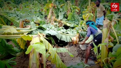 விவசாய வேலைக்கு ஆட்களே கிடைக்காத நிலை... அதிரடி முடிவு எடுத்து சாதித்த பட்டதாரி இளைஞர்கள்