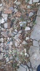 Acumulación De Basura En Sajonia (1)