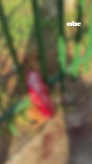 Rescatan a perrito que fue arrollado por un bus