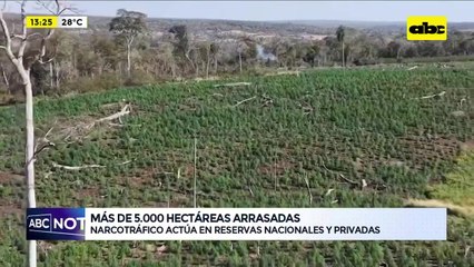 Narcotráfico y deforestación: miles de hectáreas arrasadas para plantar marihuana