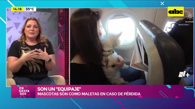 Lo que hay que saber para viajar con mascotas en un avión