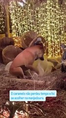 'Cãotólicos'? Patudos invadem presépio em Minas Gerais (e há imagens)