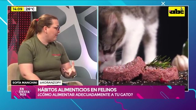 ¿Cuál es la mejor manera de alimentar a nuestros gatos?