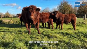 Thomas Pollet mise sur le vêlage 2 ans en Salers