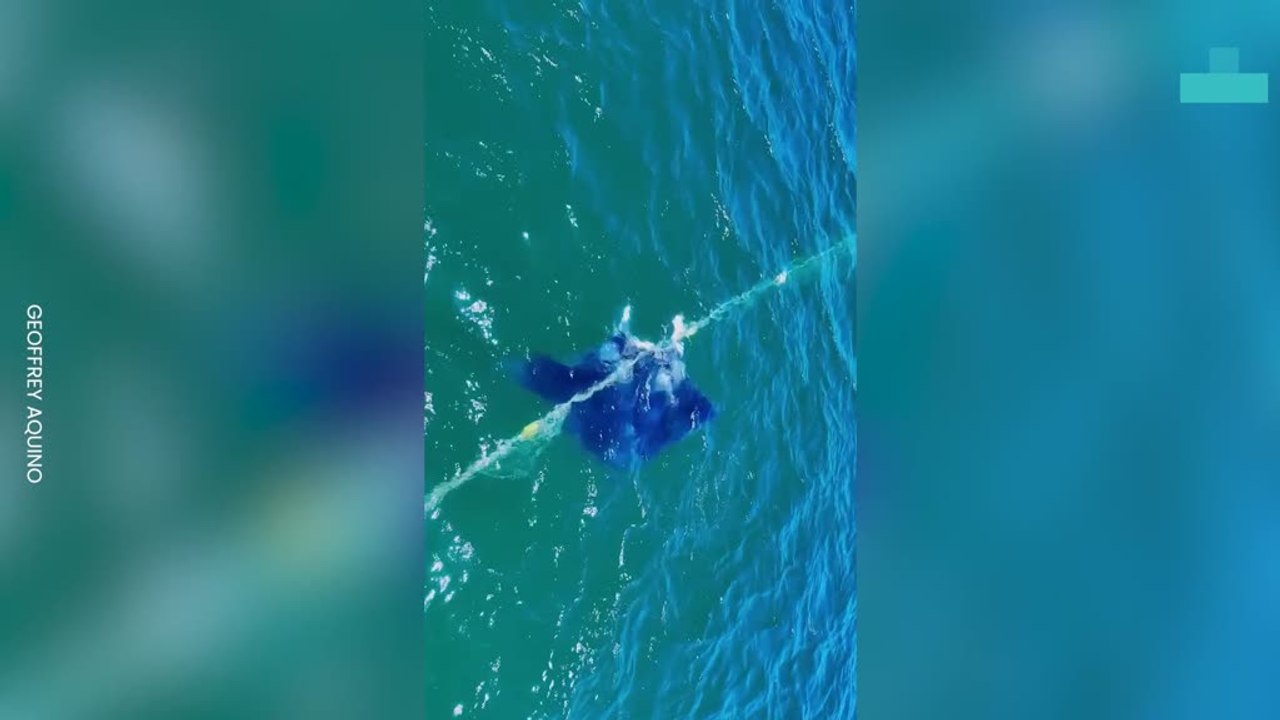Wildlife in Crisis: Manta Ray Entanglement