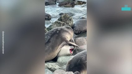 Clumsy Seal Pup Starts Beach Drama