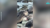 Clumsy Seal Pup Starts Beach Drama